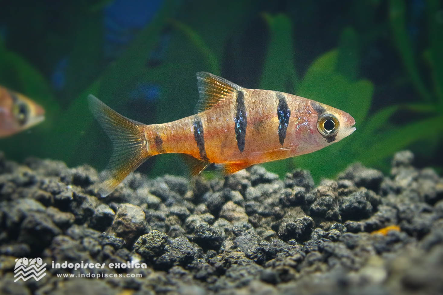 Desmopuntius pentazona